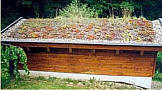 Dachbegruenung - Hütte am Waldrand
